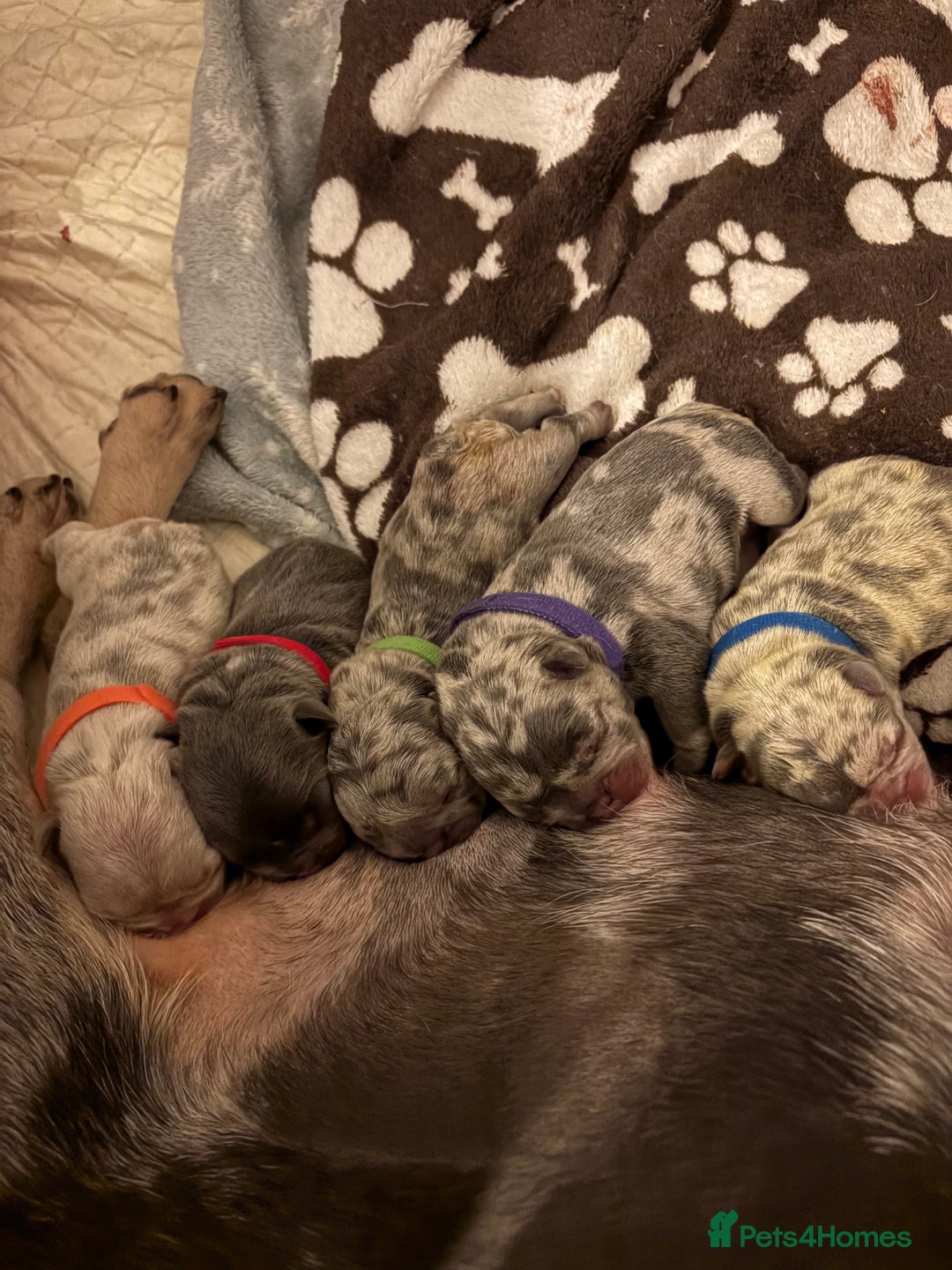 French Bulldog dogs for sale: 4 female French bulldog  - Advert 1