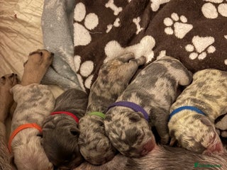 French Bulldog dogs - Advert 6