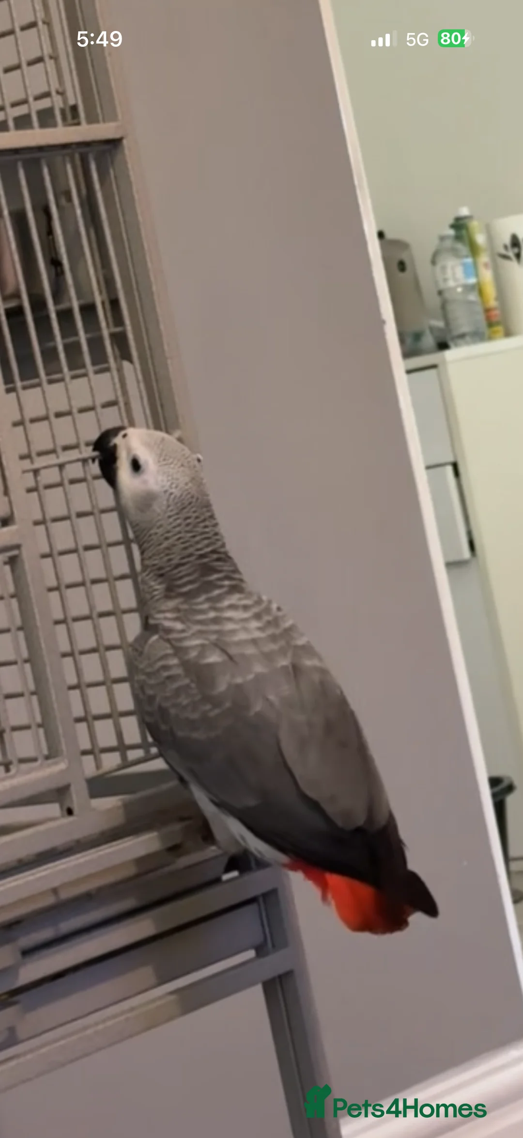 Parrots birds for sale: ECHO AFRICAN GREY PARROT  in Worthing - Advert 6