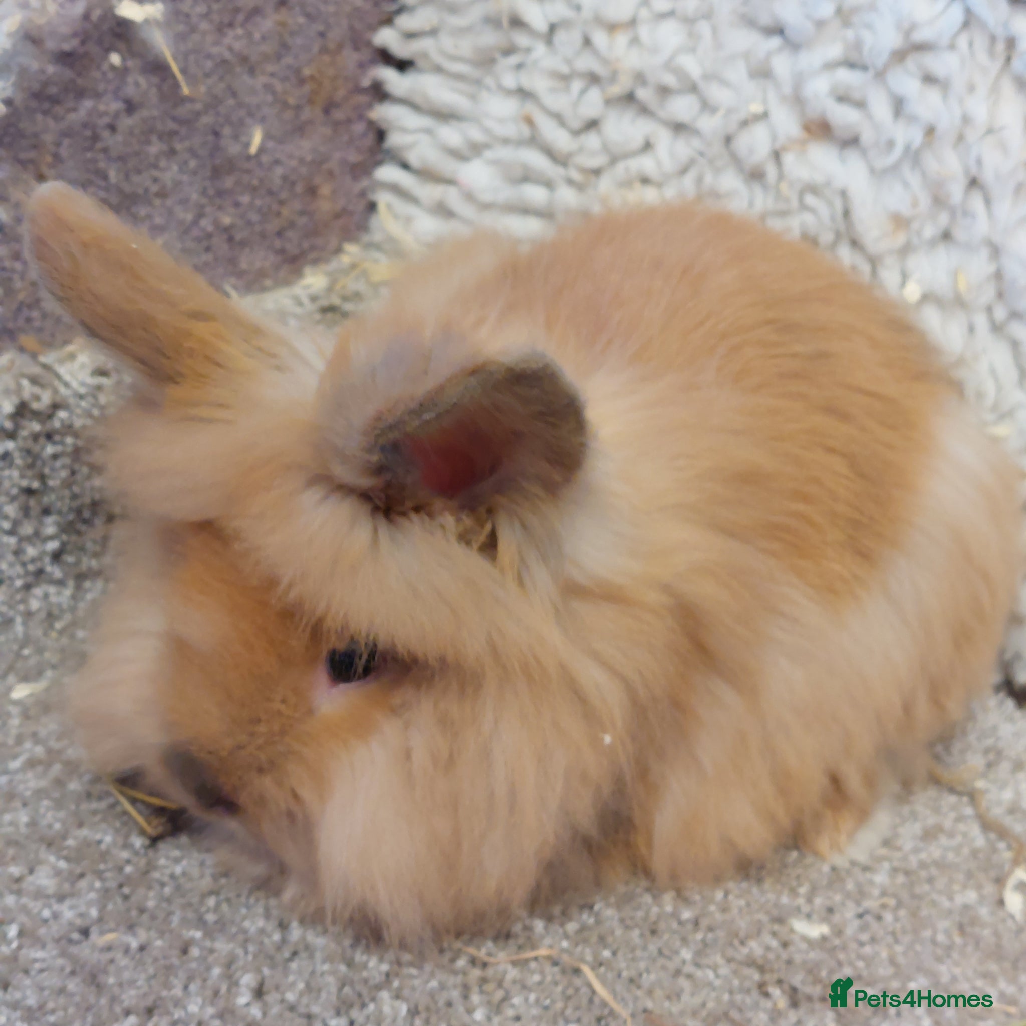 Lionhead rabbits Last one Lionhead baby buck - Advert 7