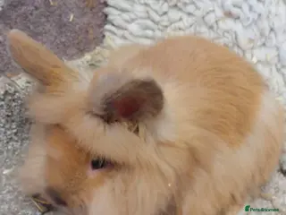 Lionhead rabbits Last one Lionhead baby buck - Advert 7