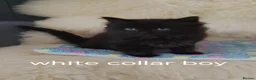 Mixed Breed cats for sale: Ragdoll X Maincoone kittens  - Advert 6