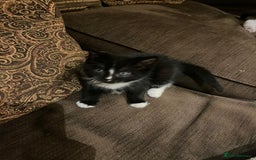 Mixed Breed cats for sale: Cats for sale - Image 1