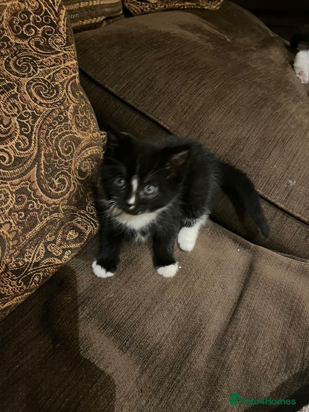 Mixed Breed cats for sale: Cats for sale - Image 1