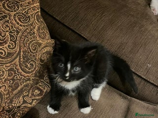 Mixed Breed cats - Advert 27