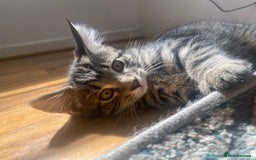 Bengal cats for sale: Bengal x Persian male kitten for sale! - Image 7