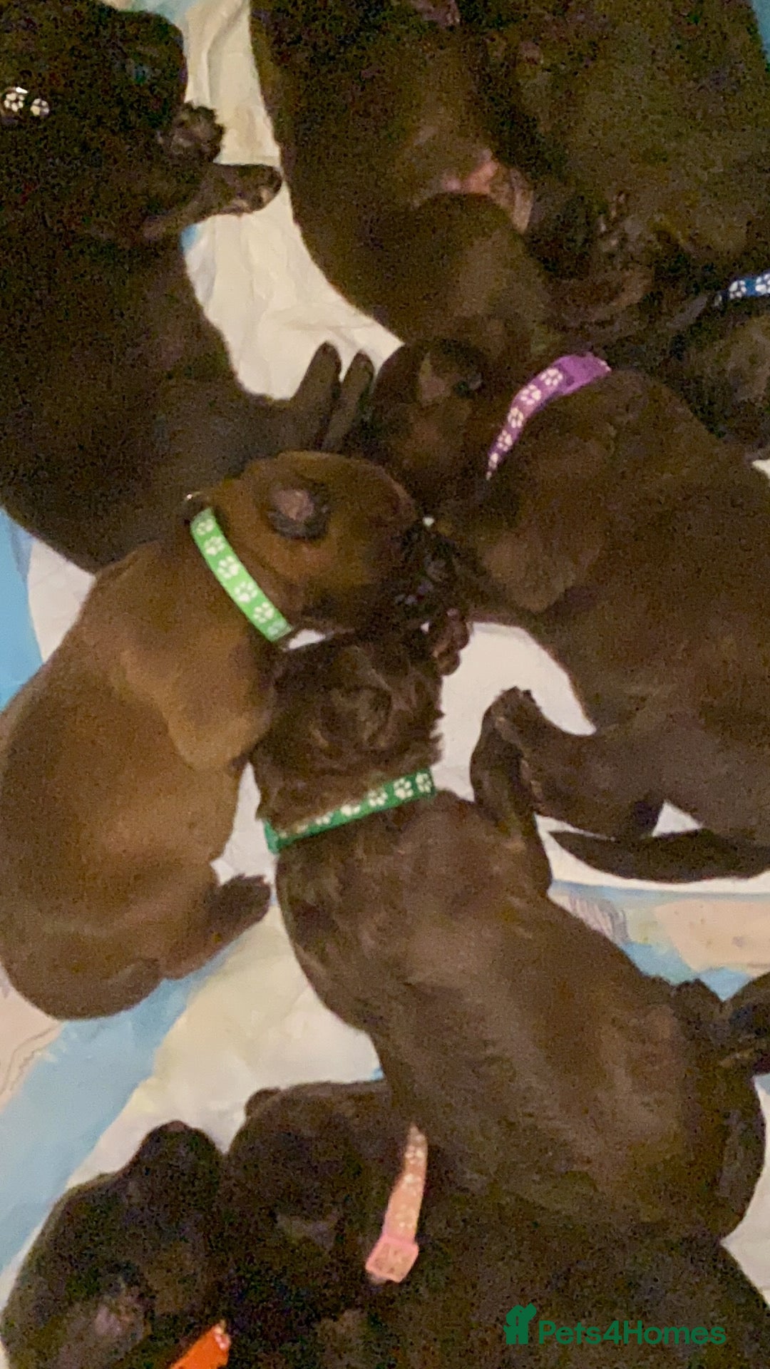 Gallery Image {{count}}