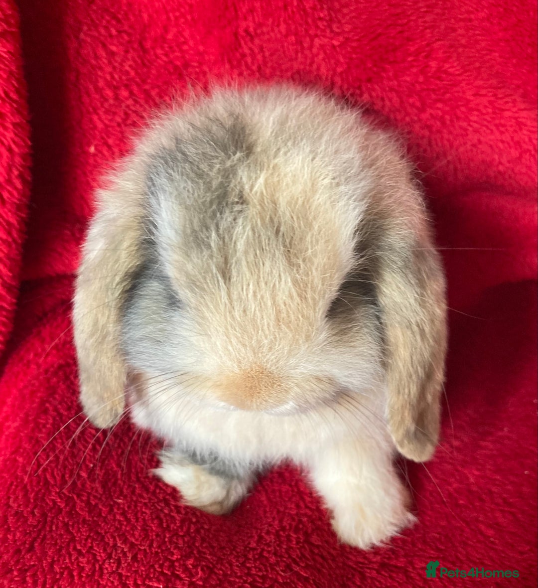 Mini Lop rabbits for sale: Gorgeous Pure Mini Lop Rabbit - Image 2
