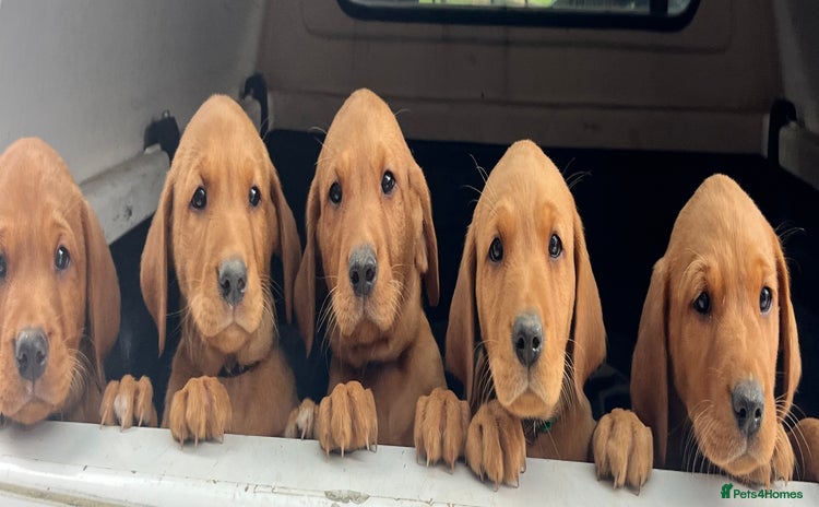 Labrador Retriever dogs - Advert 2