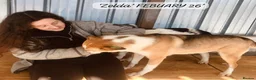 Mixed Breed dogs for adoption: Zelda, 3 yrs old approx. Available for adoption. in Brixham - Advert 11