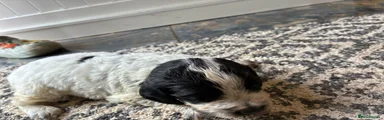 Cocker Spaniel 1