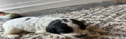 Cocker Spaniel dogs for sale: Beautiful Cocker spaniel puppies for sale  in Mansfield - Advert 20