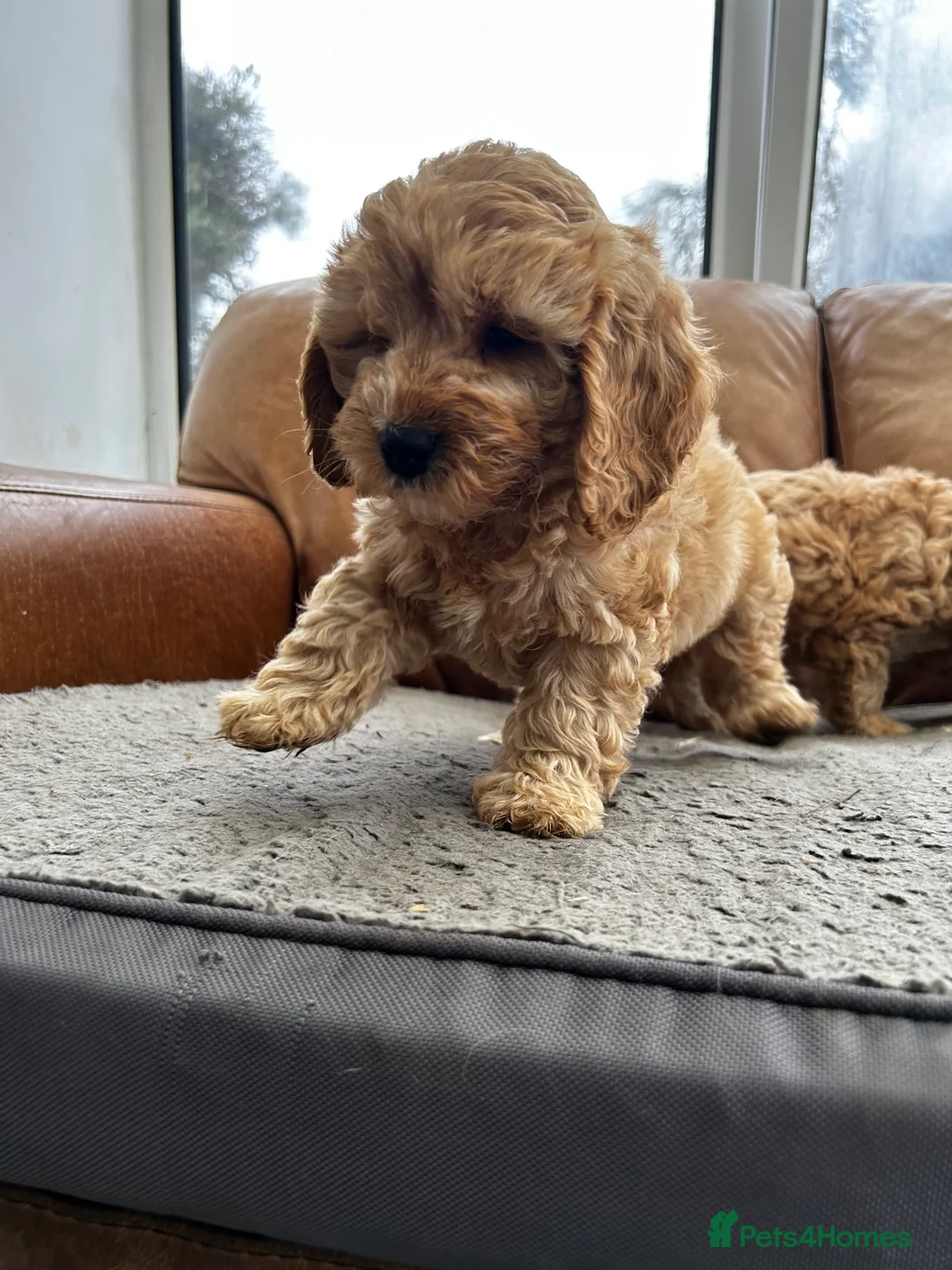 Cockapoo dogs for sale: READY TO GO 3 Golden Cockapoos  - Advert 15