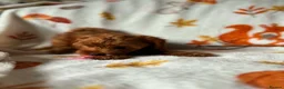Maltipoo dogs for sale: Fully vaccinated Asian teddy face toy maltpoo🧸 - Advert 20