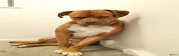 Mixed Breed dogs for sale: Scooby needs a new loving home  in Chesterfield - Advert 7