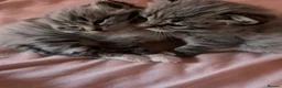 Mixed Breed cats for sale: Ragdoll/tabby mix in Shipley - Advert 19