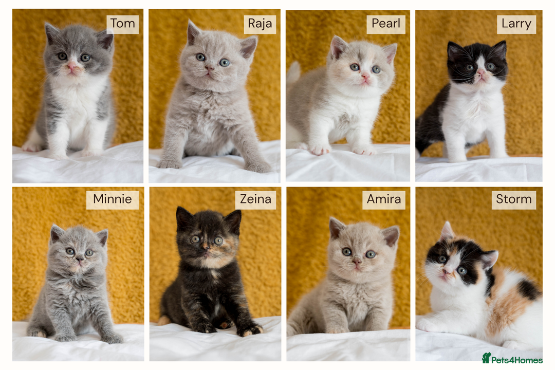 British Shorthair cats for sale: Stunning British Shorthair kittens - rare colours - Image 3