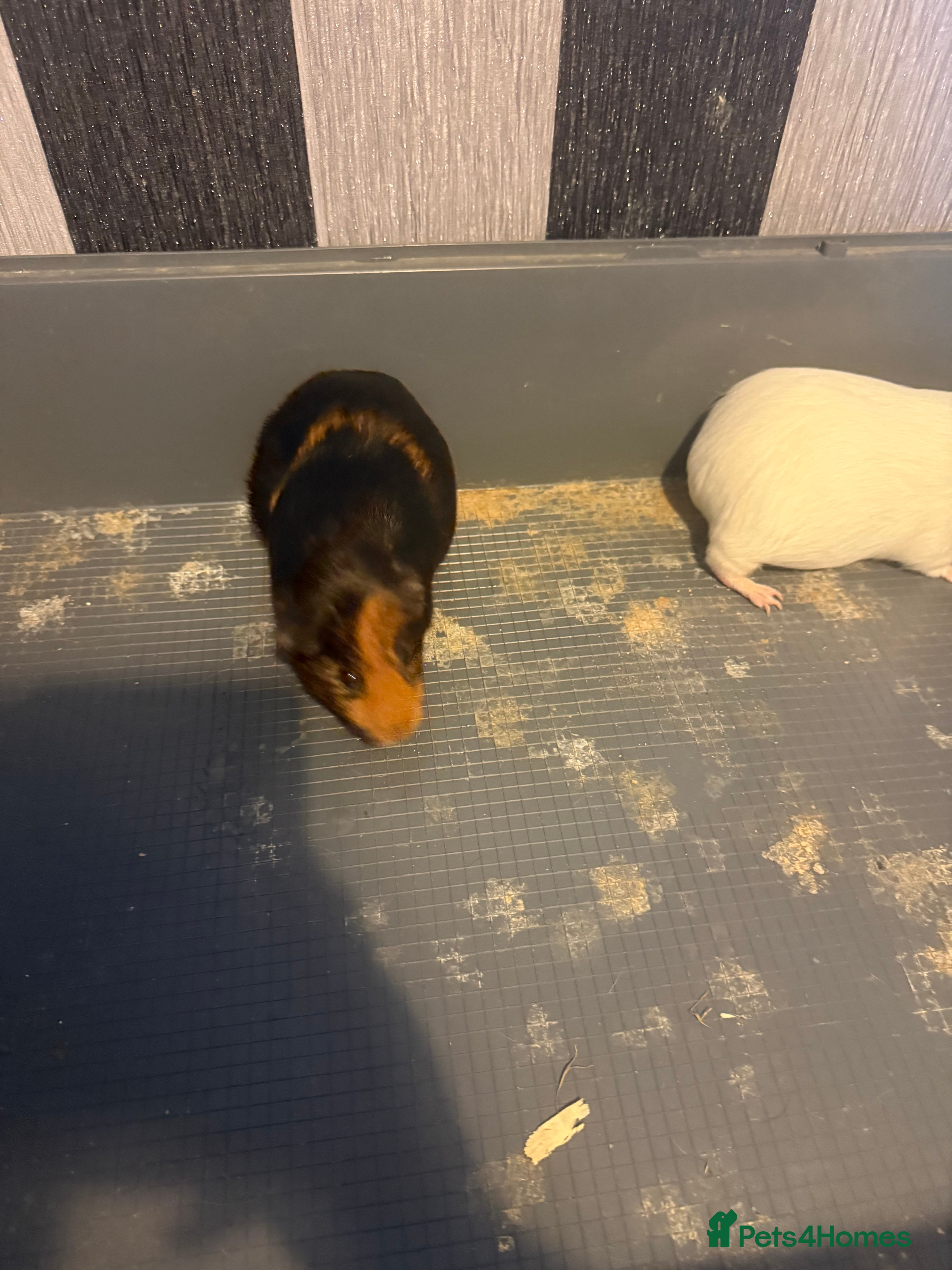 Mixed Breed rodents Sow Guinea pigs   in Preston - Advert 1