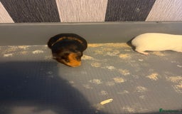 Mixed Breed rodents for sale: Sow Guinea pigs   in Preston - Advert 1