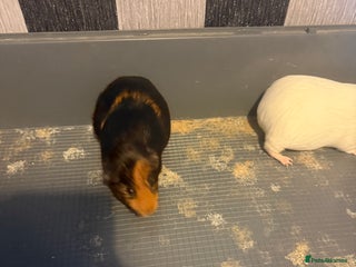 Mixed Breed rodents Sow Guinea pigs in Preston - Advert 18