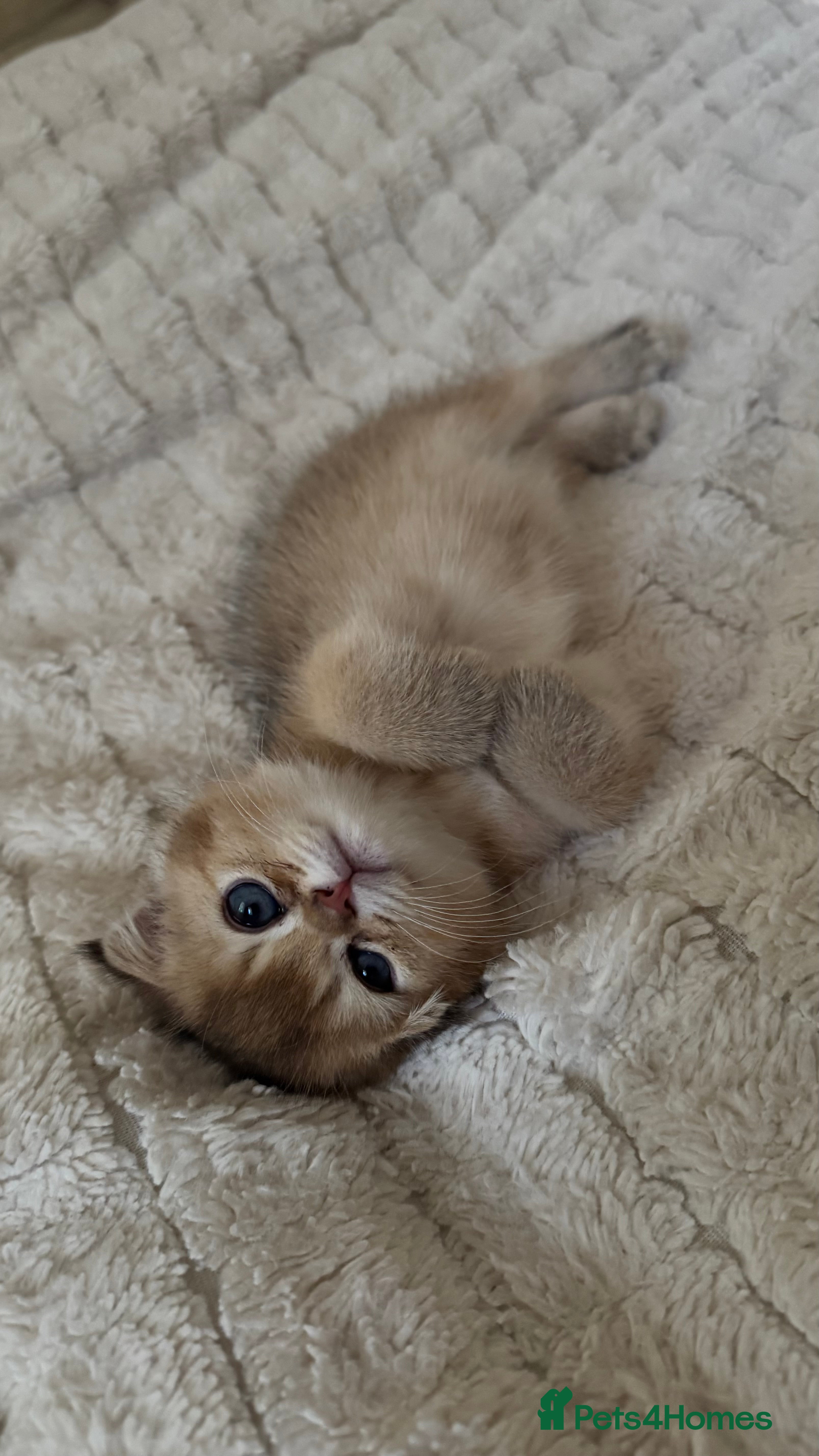 British Shorthair cats Scottish golden chinchilla ready for new homes  - Advert 2