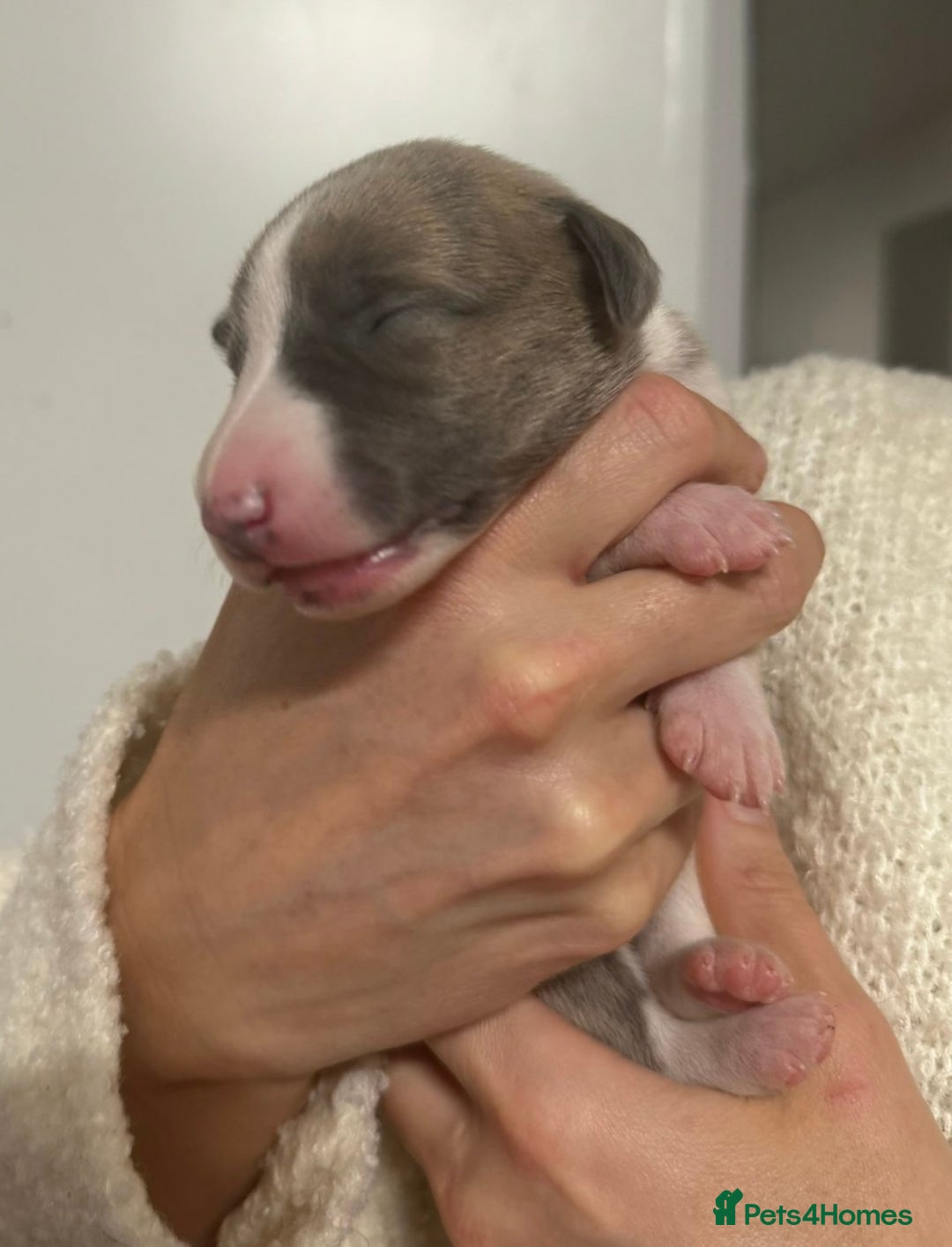 Whippet dogs for sale: Kc reg whippets  - Advert 12