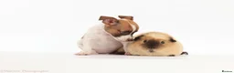 Jack Russell dogs for sale: Adorable mini Jack Russell babies  - Advert 15