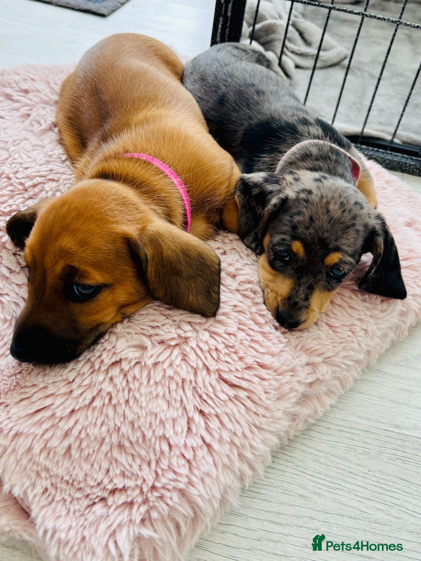 Miniature Dachshund dogs Beautiful Miniature dachshunds for sale  - Advert 5