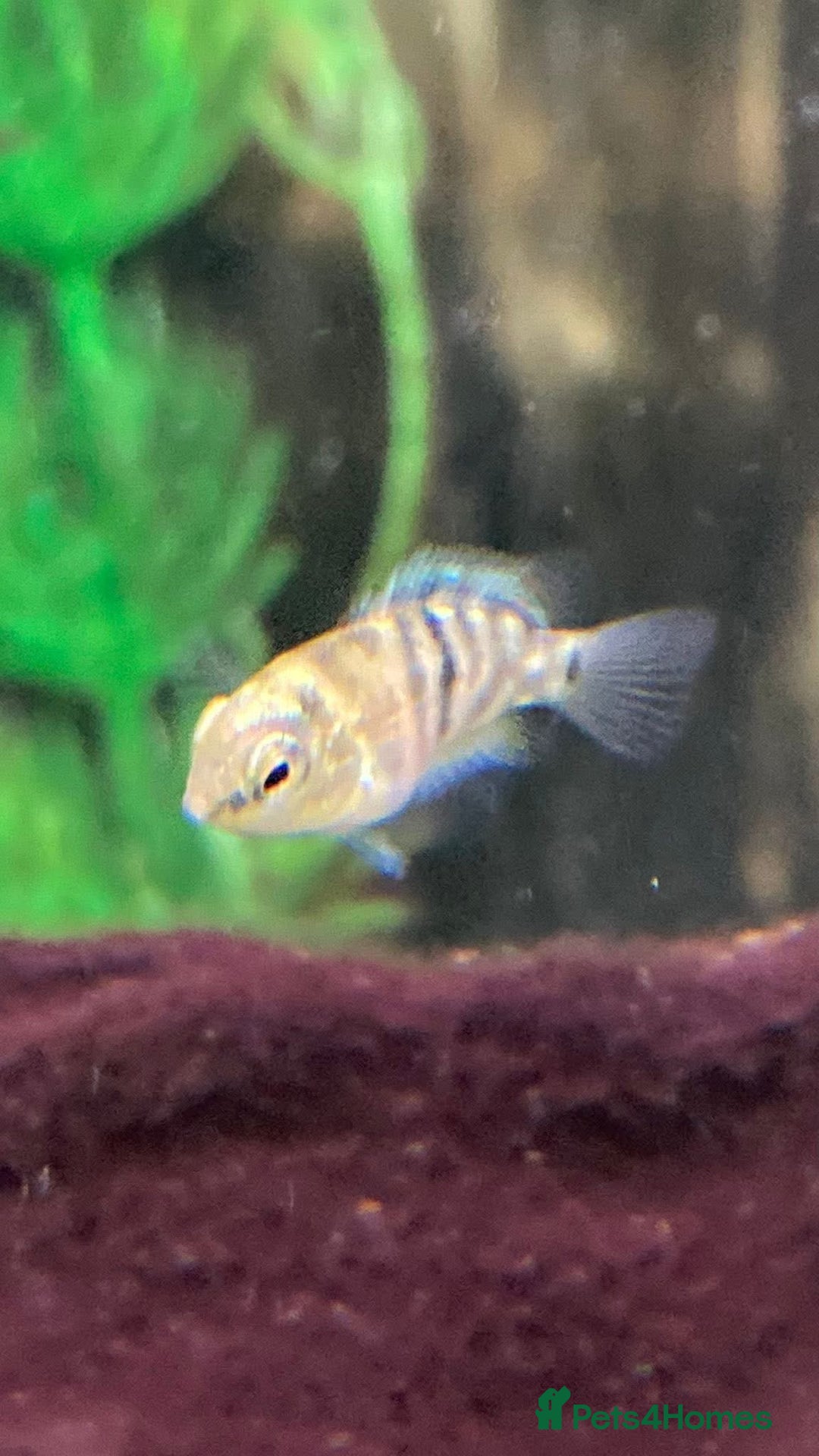 Cichlids fish for sale: Rare hybrid cichlids for sale - Image 5