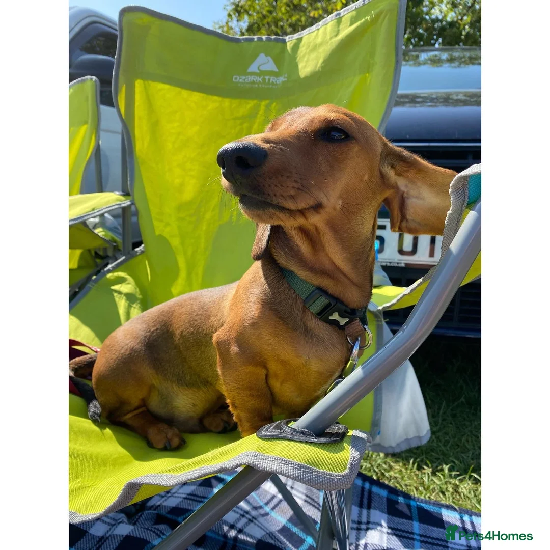 Miniature Dachshund dogs for stud: Proven Shaded red miniature dachshund stud in Pontypool - Advert 4