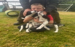 Border Collie dogs for sale: Gorgeous Sheep Dog Pups  - Image 8