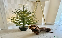 Miniature Dachshund dogs for stud: KC reg Mini Chocolate & tan STUD,Proven,PRA clear - Image 8