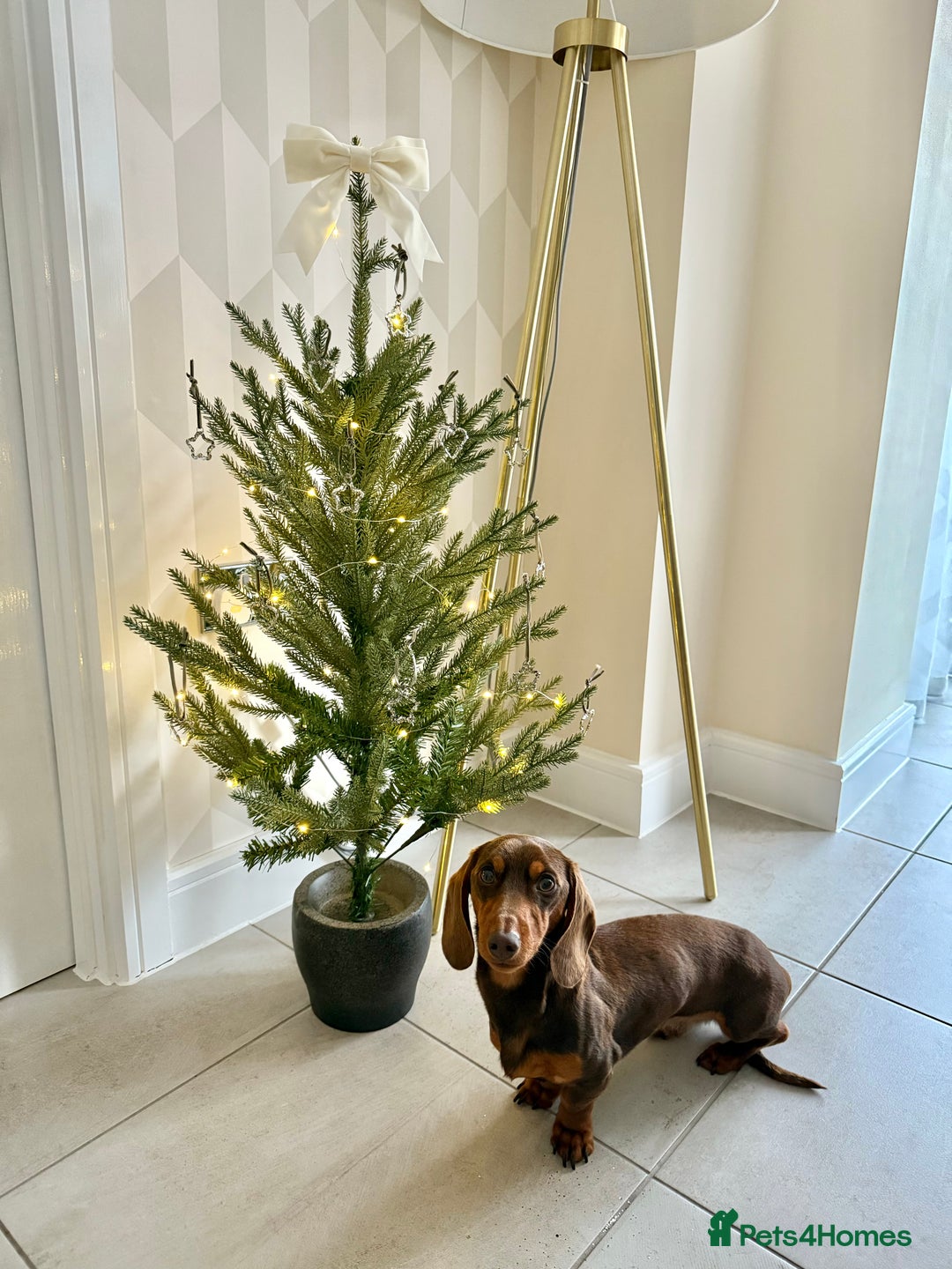 Miniature Dachshund dogs for stud: KC reg Mini Chocolate & tan STUD,Proven,PRA clear - Image 8