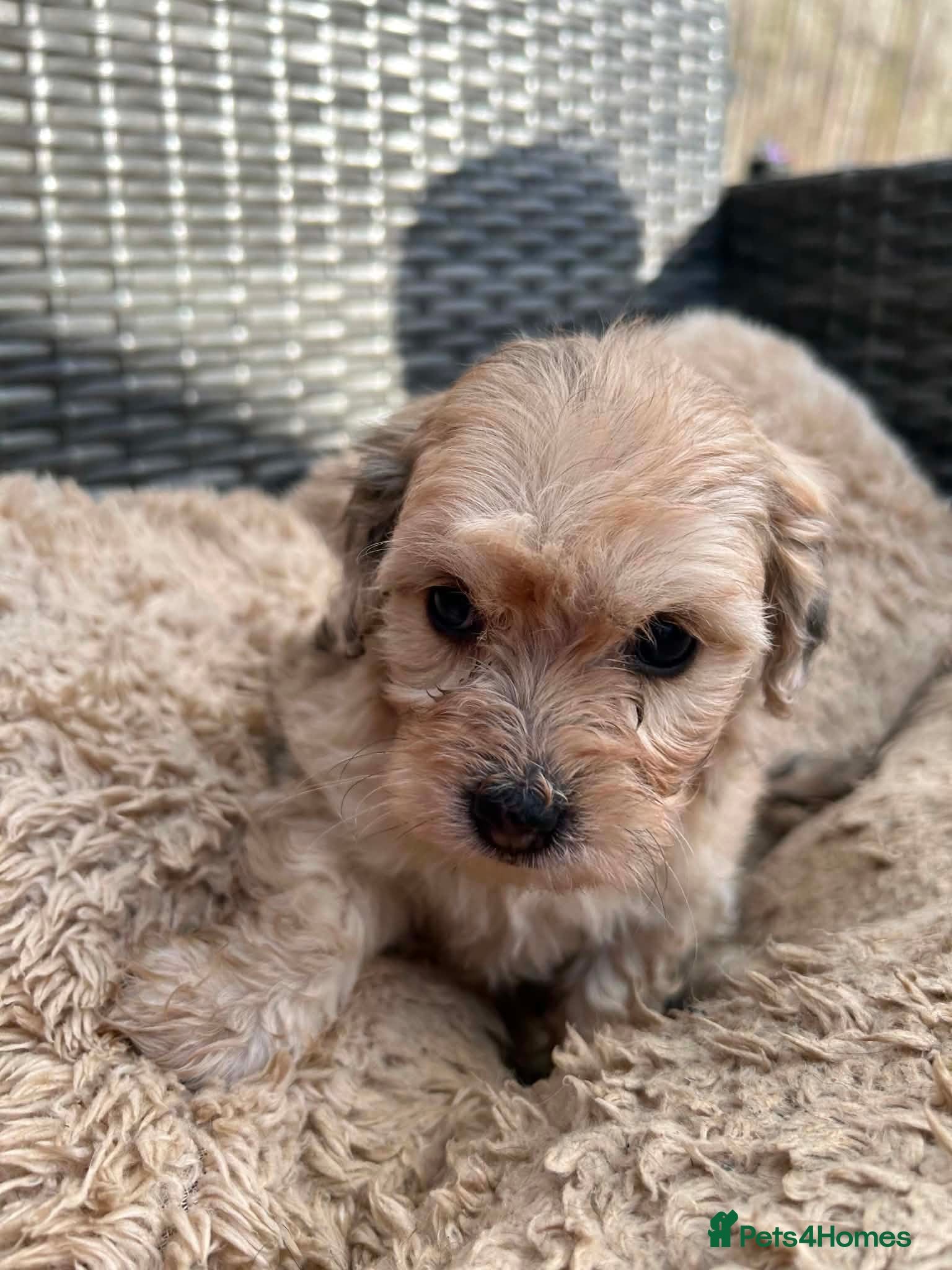 Lhasapoo dogs for sale: 5 gorgous lhasapoos in Bacup - Advert 2