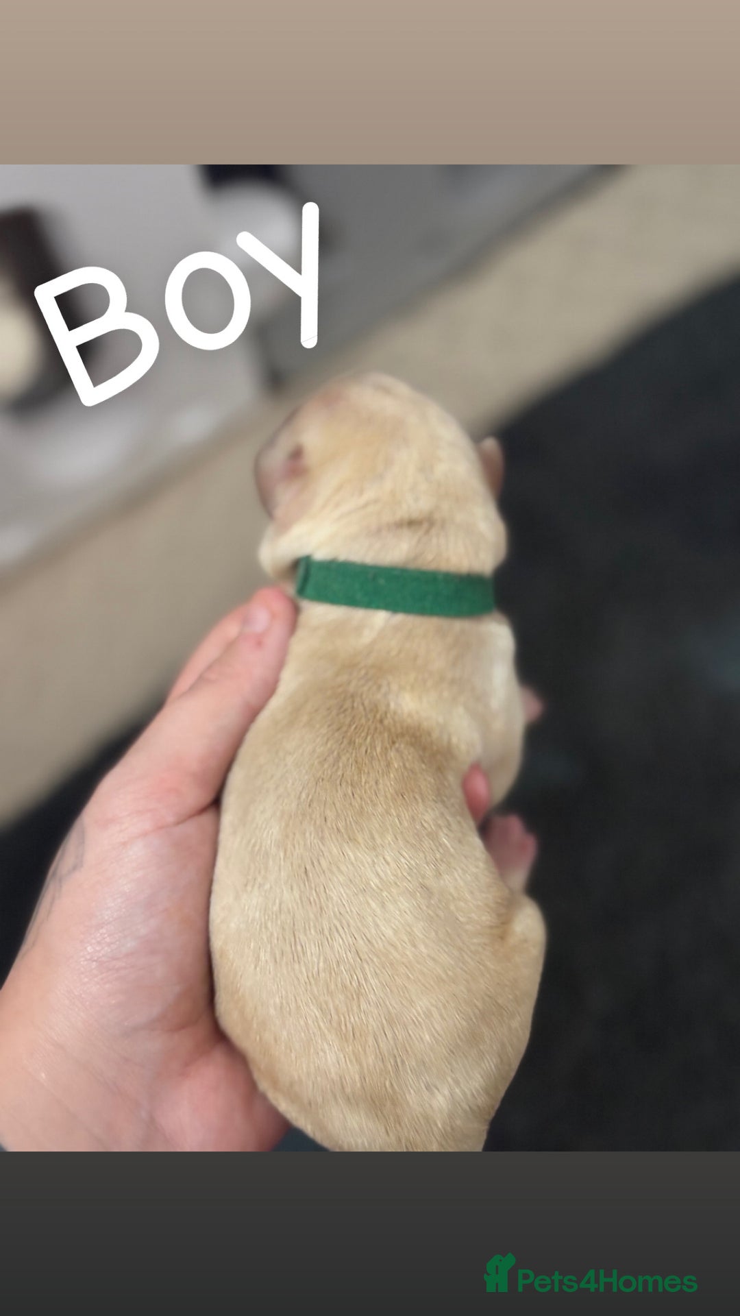 Labrador Retriever dogs for sale: Labrador Retriever Puppies for Sale 🐾 - Advert 2