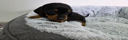 Dachshund dogs for sale: Beautiful Standard Dachshund Puppies  - Advert 12