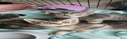 Mixed Breed cats for sale: Abesynian x Bengal. - Advert 8
