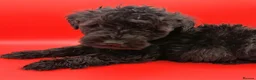Schnoodle dogs for sale: BLUE Schnoodle Puppies 🐾 - Advert 5