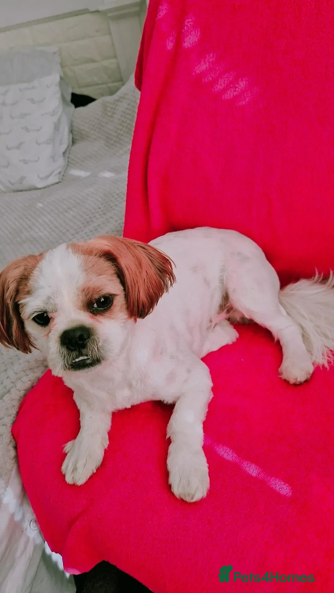 Shih Tzu dogs Leon male dog - Advert 1