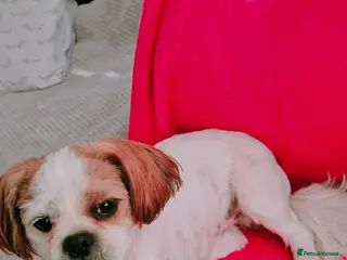 Shih Tzu dogs Leon male dog - Advert 1