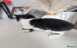 Mixed Breed cats for sale: Black and white kittens  - Image 3