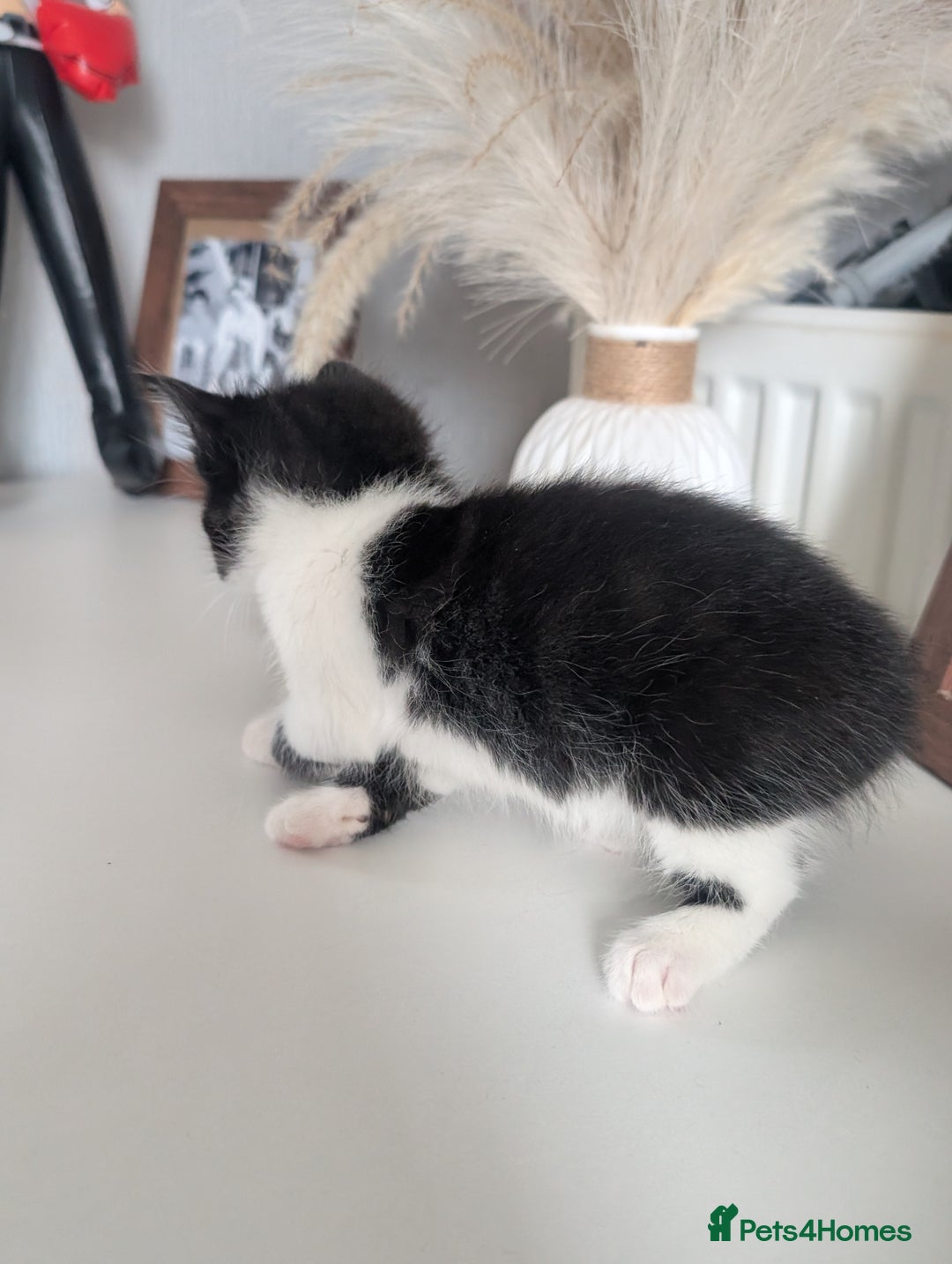 Mixed Breed cats for sale: Black and white kittens  - Image 3