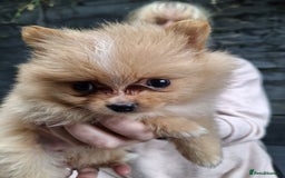 Pomeranian dogs for sale: 2 WELL BRED TEACUP POMERANIANS GIRLS - Image 8
