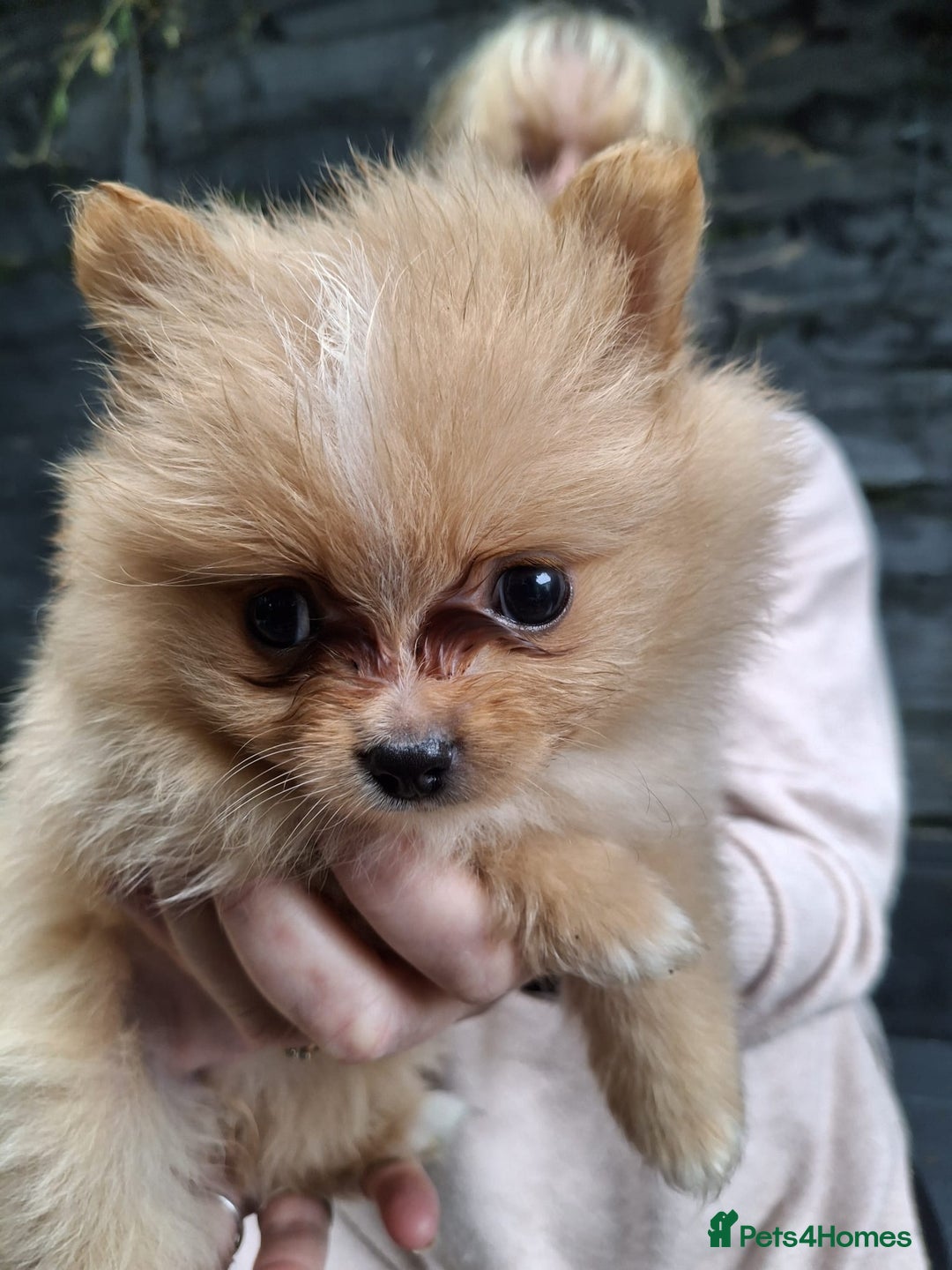 Pomeranian dogs for sale: 2 WELL BRED TEACUP POMERANIANS GIRLS - Image 8