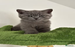British Shorthair cats for sale: Blue British short hair kittens  in Braintree - Image 33