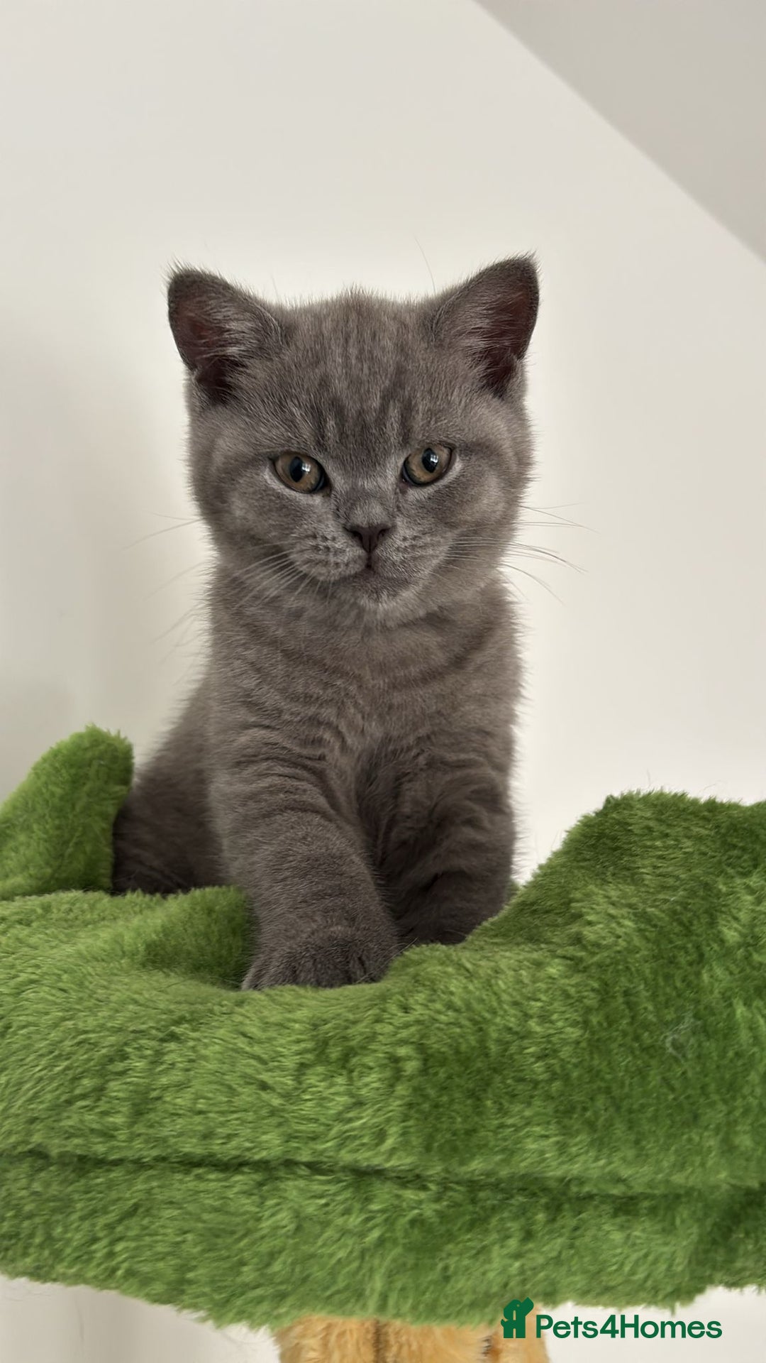 British Shorthair cats for sale: Blue British short hair kittens  in Braintree - Image 33