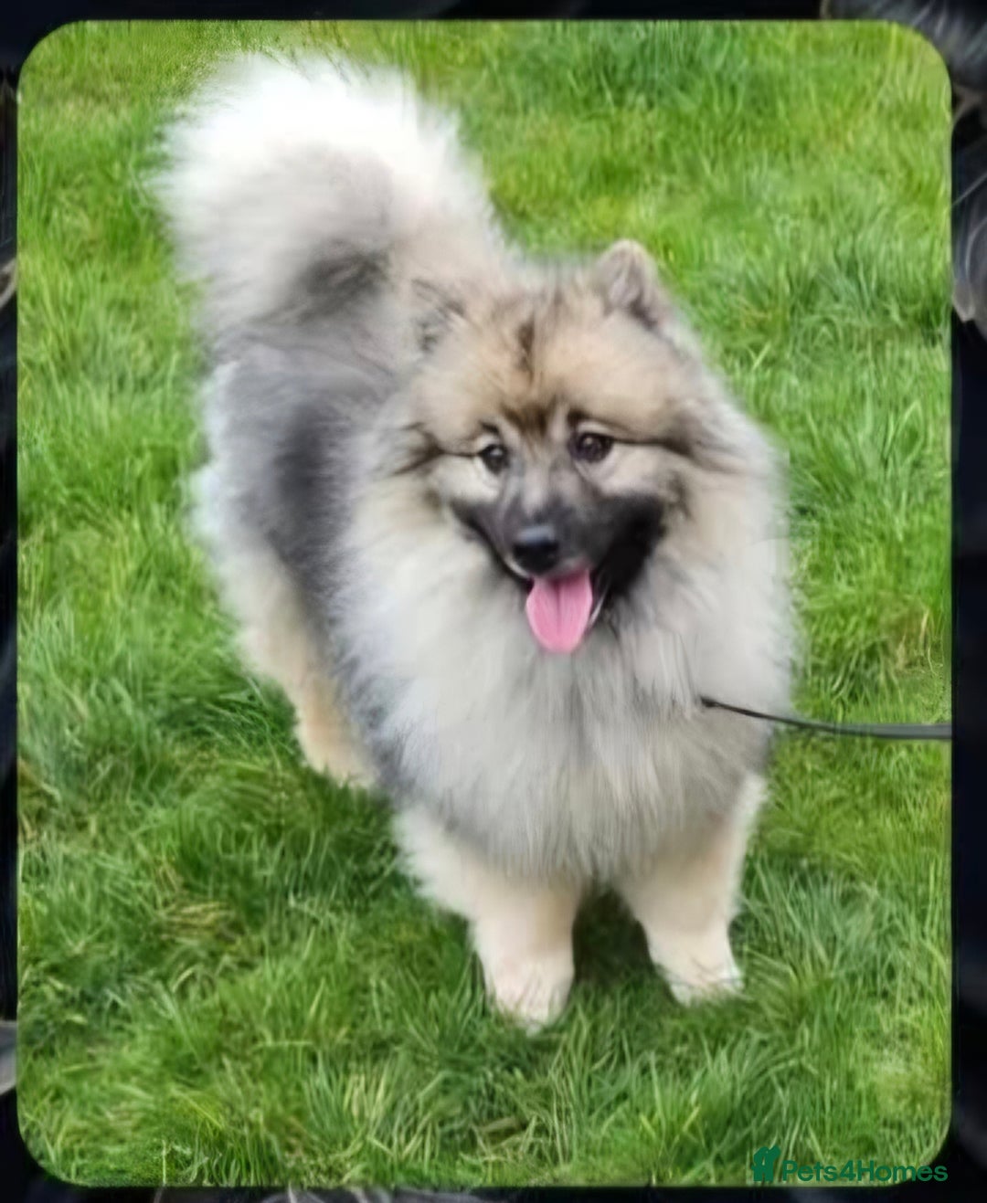 Keeshond dogs for sale: Keeshond male - Advert 6