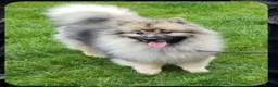 Keeshond dogs for sale: Keeshond male - Advert 3