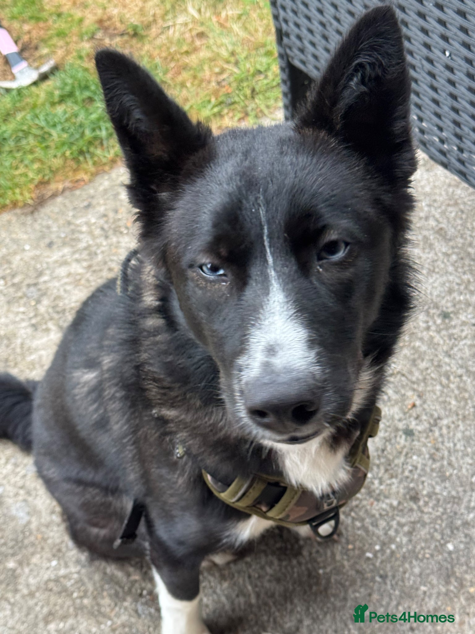 Mixed Breed dogs for sale: Hunter  - Advert 1