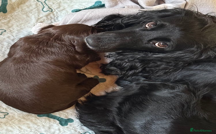 Cocker Spaniel dogs Working Cocker Spaniel  - Advert 3